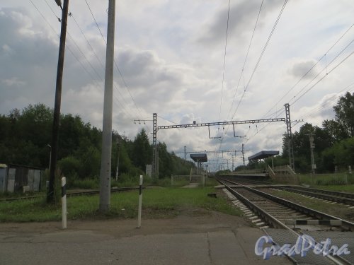 Железнодорожная платформа «Колтуши» в поселке Карьер-Мяглово. Фото 8 июля 2015 года.