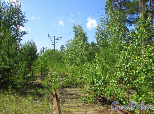 Сохранившиеся железнодорожные пути у ж/д станции «Краснофлотск». Фото 20 июня 2016 года.