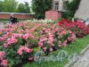 Измайловский сад. Розарий. Общий вид. фото июль 2018 г.