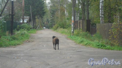 Всеволожск, перекресток улиц Чернышевского и Школьной. Вот где реальная овца на дороге. Фото 22 сентября 2016 года.