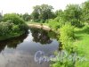 г. Луга. Река Луга. Вид на изгиб реки у Городского сада с моста на трассе Р41. Фото июнь 2014 г.