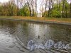 Утки на реке Мойке у Михайловского сада. Фото 20 октября 2016 года.