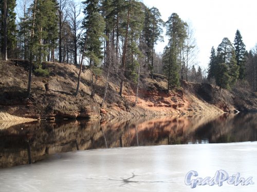 Река Оредеж. (Сиверский). Берег реки на территории пос. Сиверский. Фото март 2014 г.