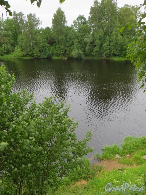 Река Мга на территории поселка Павлово около своего устья. Фото 15 июня 2014 годв.