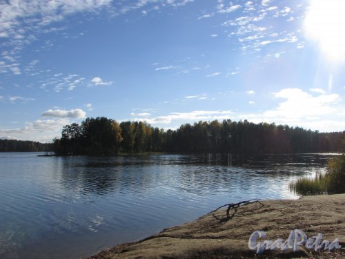 Вид на «Тонкий мыс» озера Гупуярви со стороны СНТ «Троицкое-4». Фото 11 октября 2015 года.