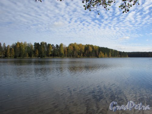 Восточный берег озера Гупуярви. Вид на территорию СНТ «ВИЗР». Фото 11 октября 2015 года.