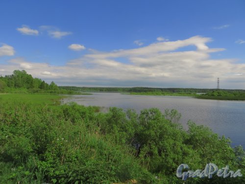 Нижнее (южная часть) Лемболовское озера. Вид с Лемболовского моста. Фото 2 июня 2015 года.