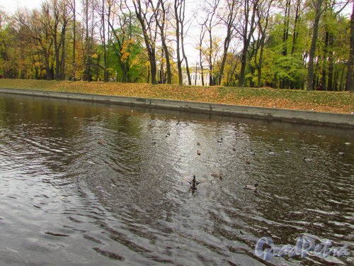 Утки на реке Мойке у Михайловского сада. Фото 20 октября 2016 года.