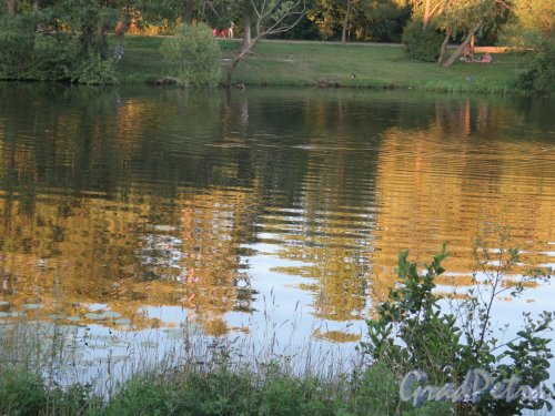 Красный пруд (Ломоносов). Отражение в воде. фото август 2018 г.