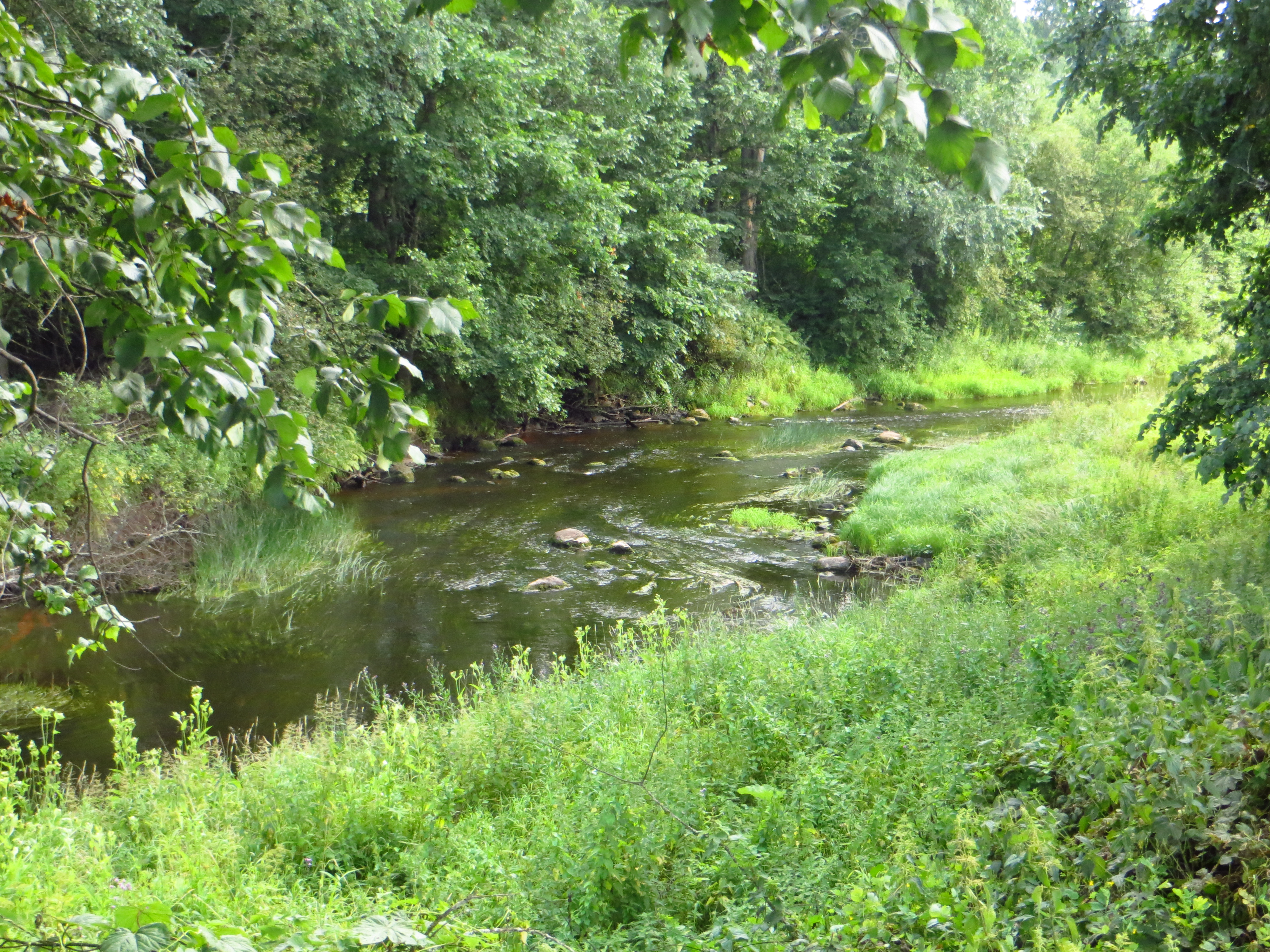 Река ящера Лужский район