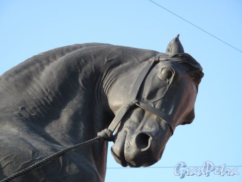 Аничков мост. Скульптурная композиция «Укрощение коня человеком». Голова коня. Фото май 2014 г