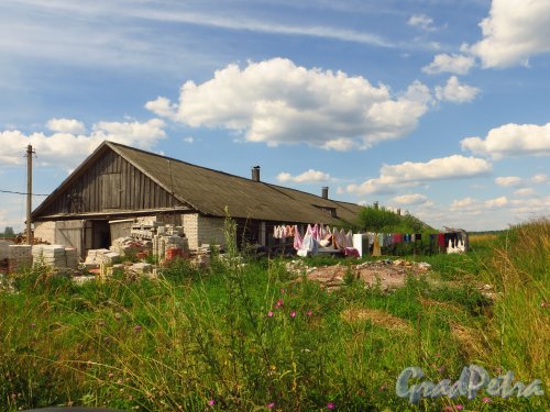 Лен. область, Лужский район, дер. Долговка. Старые сельскохозяйственные постройки. Фото 20 июля 2014 года.