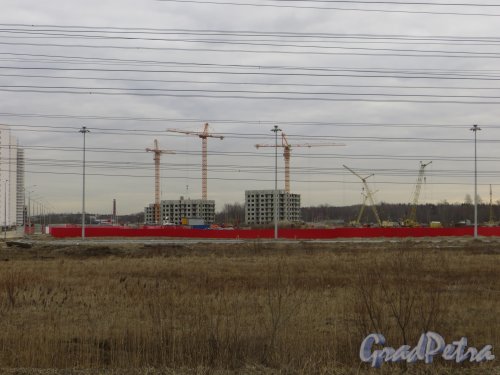 Строительство корпусов жилого комплекса «Новая Охта» южнее улицы Корнея Чуковского. Фото 22 апреля 2015 года.