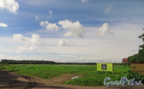 Вид поля в сторону коттеджного посёлка «Polianka» от дороги в сторону коттеджного поселка «Репинская усадьба». Фото 23 июля 2015 года.