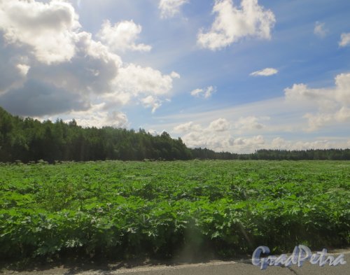 Вид поля в сторону коттеджного посёлка «Полянка» от дороги в сторону коттеджного поселка «Репинская усадьба». Фото 23 июля 2015 года.