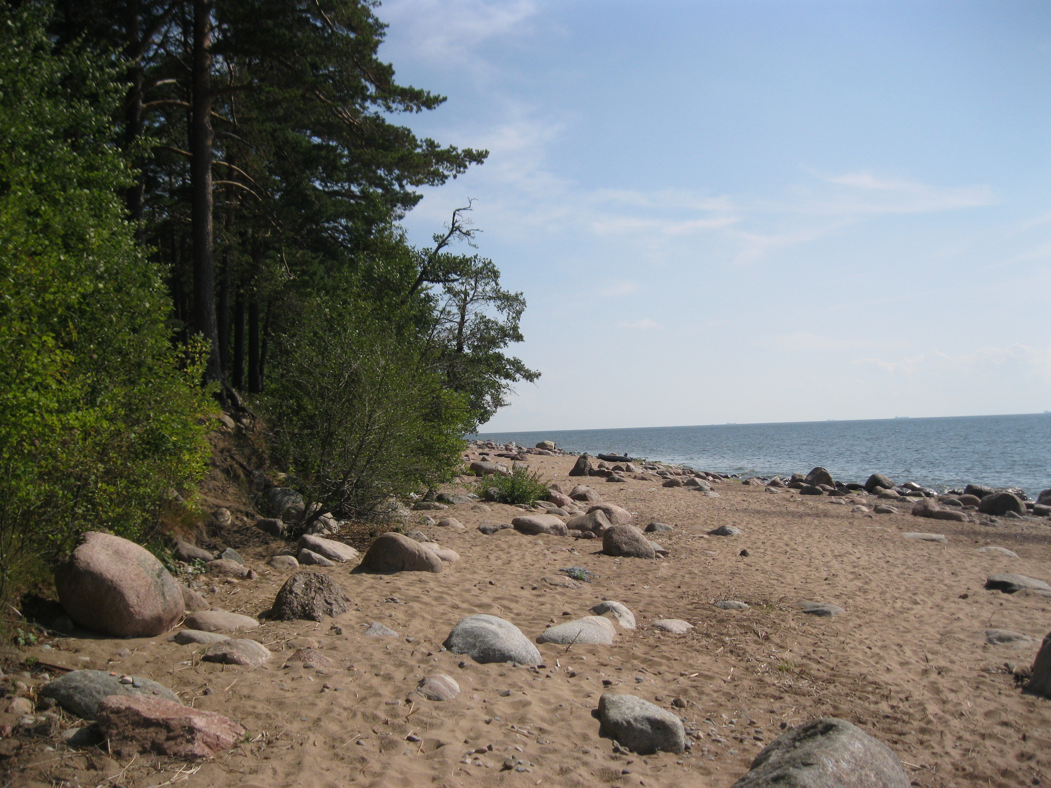 Погода зеленой роще выборгский район ленинградской области. Зеленая роща финский залив. Сосновая роща на финском заливе.