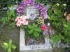 Красненькое кладбище. Захоронение А.В. Белковой. Фото 6 августа 2015 г.