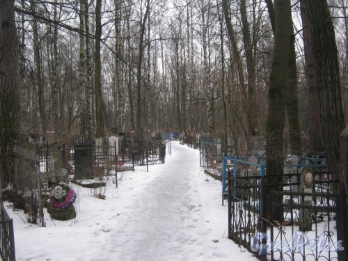 Богословское кладбище. Одна из аллей. Фото февраль 2014 г.