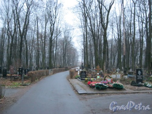 Талевая аллея Волковского Лютеранского кладбища. Фото 11 ноября 2014 г.