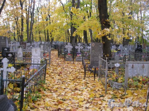 Пос. Стрельна, Стрельнинское кладбище. Аллея. Фото 16 октября 2014 г.