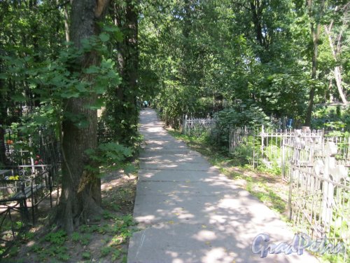 Красненькое кладбище. Поперечная дорожка от 1-го моста в сторону Центральной дорожки. Фото 6 августа 2015 г.