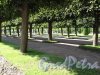 Верхний парк (Петергоф). Липовая аллея. Фото август 2011 г
