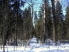 Шуваловский парк. Адольфова аллея. Фото апрель 2012 г.