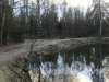 Шуваловский парк. Дамба между прудом «Рубаха Наполеона» и рекой Старожиловкой. Фото апрель 2014 г.