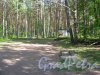 Исторический парк «Марьина гора» около пос. Молодёжное между Приморским и Средневыборгским шоссе. Фрагмент территории. Фото 4 июня 2014 г.