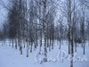 Парк 300-летия Петербурга. Фрагмент. Фото 8 января 2015 г.