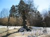 г. Зеленогорск, сквер 8-го Марта. Декоративная скульптура «Древо счастья». Фото 7 апреля 2014 года.