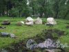 Камский Сад. Сад камней в центральной части. Фото июнь 2014 г.
