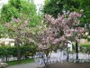 Сквер Дружбы. Сакура в период цветения. фото май 2015 г.