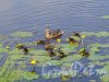 Муринский парк. Утки на пруду. Фото июль 2015 г. 