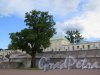 Верхний парк (Ораниенбаум), д. 1. Большой Меншиковский дворец. Дуб и терасса. фото август 2015 г.