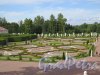 Нижний парк (Ораниенбаум), заложен в 1712 г. Цветочные партеры с террасы Меншиковского дворца. фото август 2015 г.