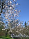 Ботанический сад. Цветущая сакура в Ботаническом саду. фото май 2016 г. 