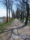 Колонистский парк (Петергоф). Дорожка между Ольгиным прудом и Сампсониевским водоводом. фото май 2016 г.