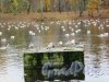 Гатчинский парк (Дворцовый). Белое озеро. Чайки. фото октябрь 2017 г.