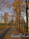 Муринский парк. Велодорожка. фото ноябрь 2017 г. 