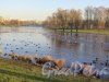 Разлив Муринского ручья в Муринском парке. фото ноябрь 2017 г.