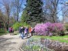 Ботанический сад. Цветущая сакура в саду. Фото май 2018 г. 