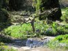 Ботанический сад, Сухое дерево на клумбе. фото май 2018 г.