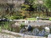 Ботанический сад. Участок Японский садик. Пруд с островком. фото май 2018 г.