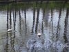 Летний сад. Карпиев пруд. Общий вид. фото май 2018 г.