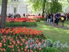 ЦПКиО. VI фестиваль тюльпанов в 2018 г. Общий вид газонов. фото май 2018 г.