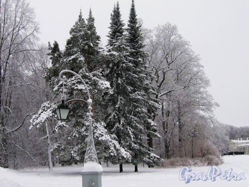 Центральный культуры и отдыха (ЦПКиО). Масляный луг зимой. Фото январь 2010 г.