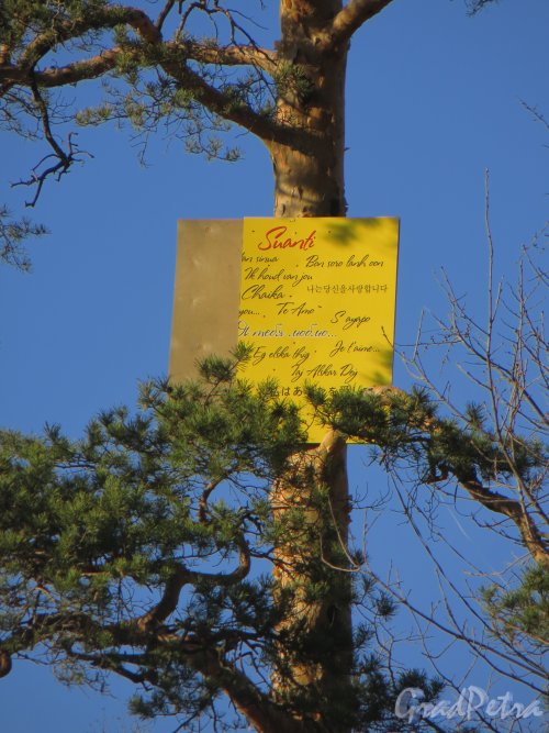 парк Сосновка. Признание в любви на вершине сосны, написанное на нескольких языках. Фото 26 марта 2014 года.