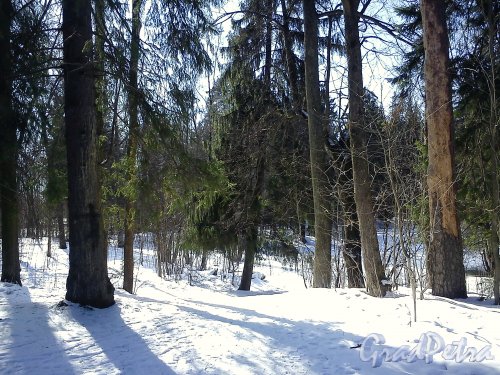 В Шуваловском парке. Фото апрель 2012 г.