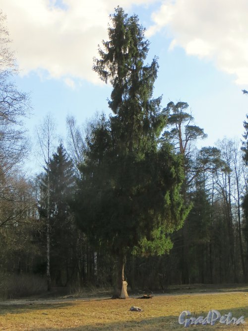 В Шуваловском парке. Фото апрель 2014 г.